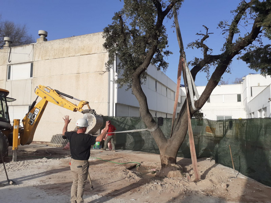 Ontinyent trasplanta la carrasca centenària del CEIP Bonavista amb motiu de les obres del Pla Edificant