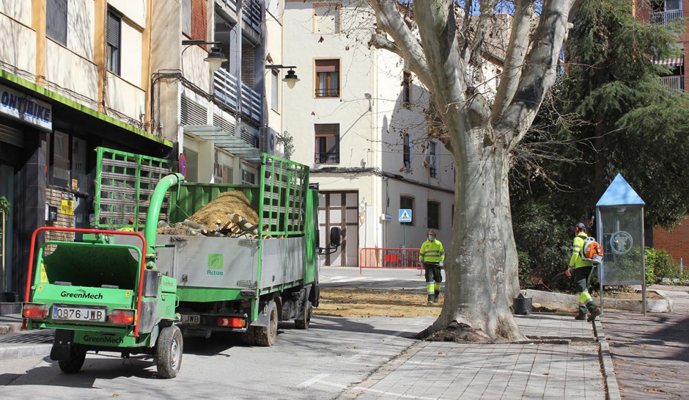 Ontinyent protegeix l’arbrat monumental del carrer Sant Antoni per mantenir-lo després de les obres