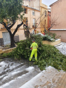 La regidoria de Medi Ambient reforça el personal per actuar sobre els danys de la neu en l’arbrat urbà d’Ontinyent